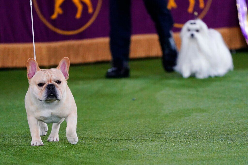 Westminster Dog Show